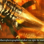 Macrophotographie en relief  cricket sur un  épis de mais Macrophotographie en relief cricket sur un épis de mais